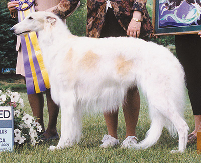 Top Conformation Borzoi - Breed System and Top Best Opposite Sex Borzoi All-Breed System 2001